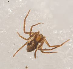 Philodromus rufus