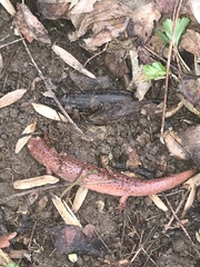 Pseudotriton ruber ruber