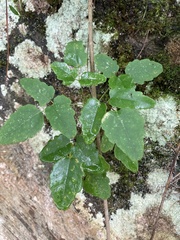 Akebia trifoliata