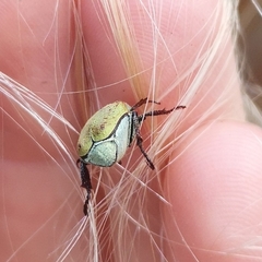Hoplia argentea
