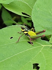 Cibotopteryx