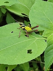Cibotopteryx