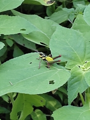 Cibotopteryx