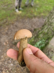 Tylopilus rhodoconius