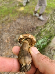 Tylopilus rhodoconius