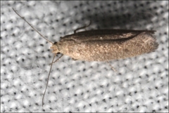 Syncometes vilis