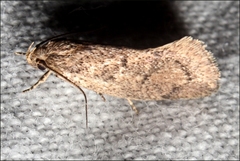 Syncometes vilis