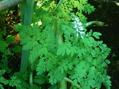 Corydalis caseana hastata
