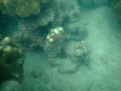 Cheilodipterus artus