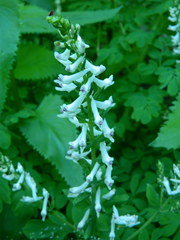 Corydalis caseana hastata