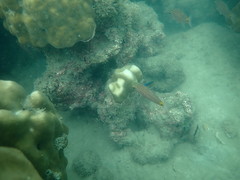 Cheilodipterus artus