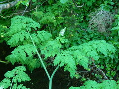 Corydalis caseana hastata