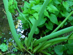 Corydalis caseana hastata