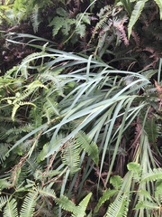 Machaerina mariscoides