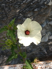 Hibiscus acicularis