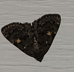 Idia diminuendis
