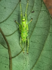 Oxylakina
