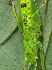 Oxylakina