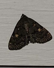 Idia diminuendis