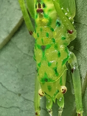 Oxylakina