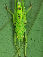 Oxylakina