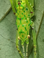 Oxylakina