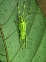 Oxylakina