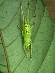 Oxylakina