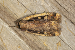 Eueretagrotis sigmoides