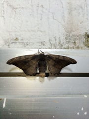 Phiditia