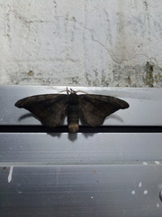 Phiditia
