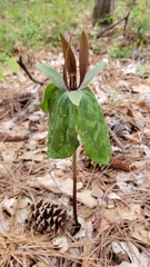 Trillium ludovicianum
