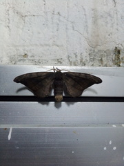 Phiditia