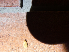 Agonopterix robiniella