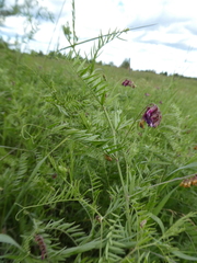 Vicia megalotropis
