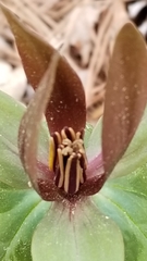 Trillium ludovicianum
