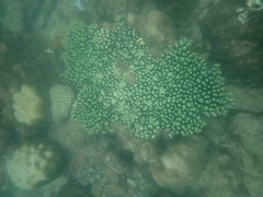 Acropora millepora