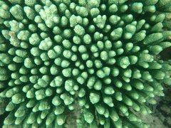 Acropora millepora