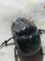 Dichotomius colonicus