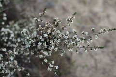 Cryptandra tomentosa