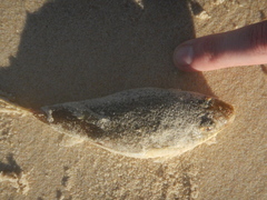 Tetractenos hamiltoni