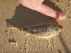 Tetractenos hamiltoni