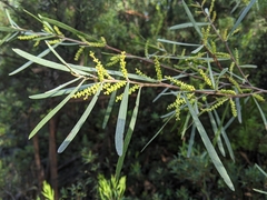 Acacia mucronata mucronata