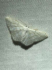 Idaea tacturata