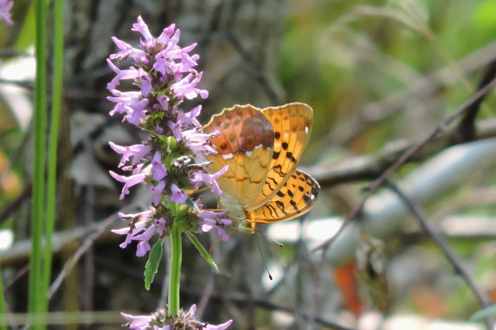 Pallas's Fritillary from Романівський район, Житомирська область ...