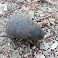 Phymatiotris quadricollis