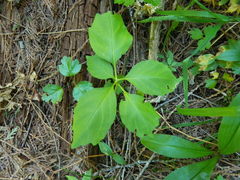 Cardamine constancei