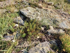 Pulsatilla tenuiloba