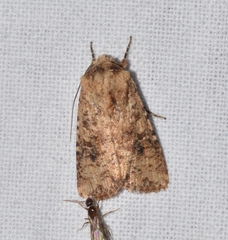 Noctuidae