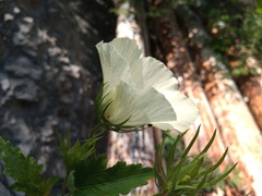 Hibiscus acicularis